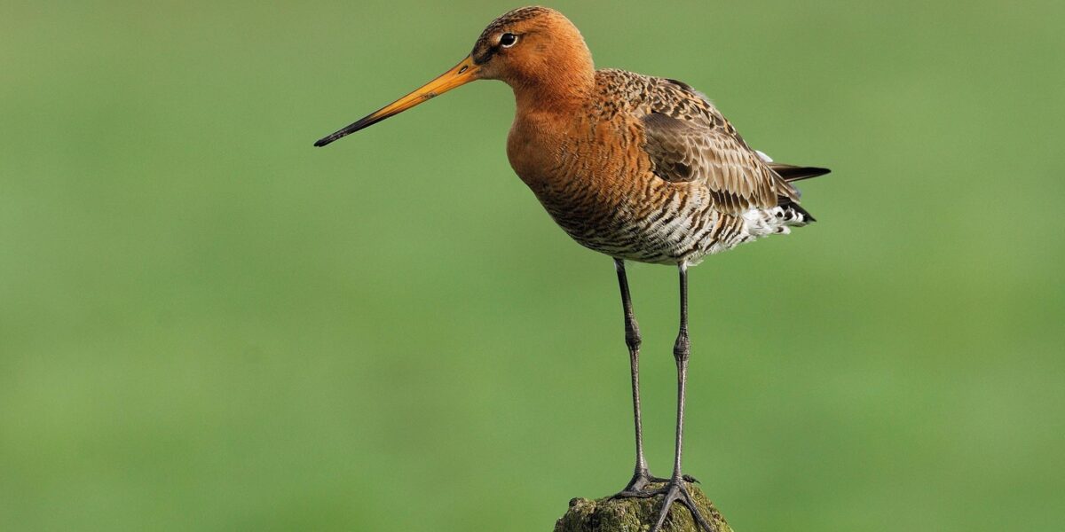 Vogelbescherming Nederland